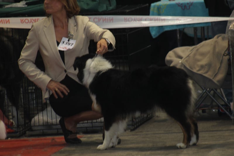 Gone baby gone du chemin des korrigans - 2ème Exc en Intermédiaire Femelle