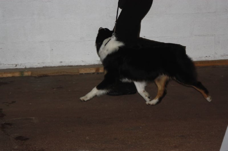 Gone baby gone du chemin des korrigans - 1ère Exc Puppy Femelles