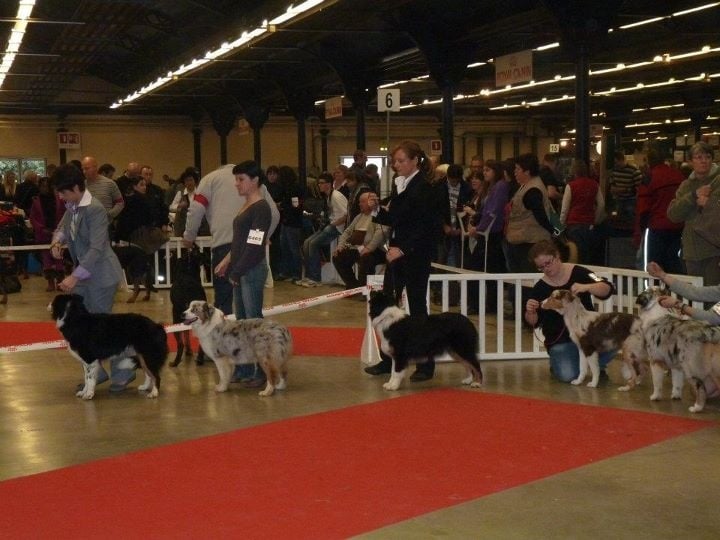 Gone baby gone du chemin des korrigans - Très Prometteur classe Puppy Femelle