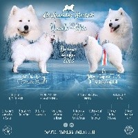 Samoyède - of Sparkling Starlight