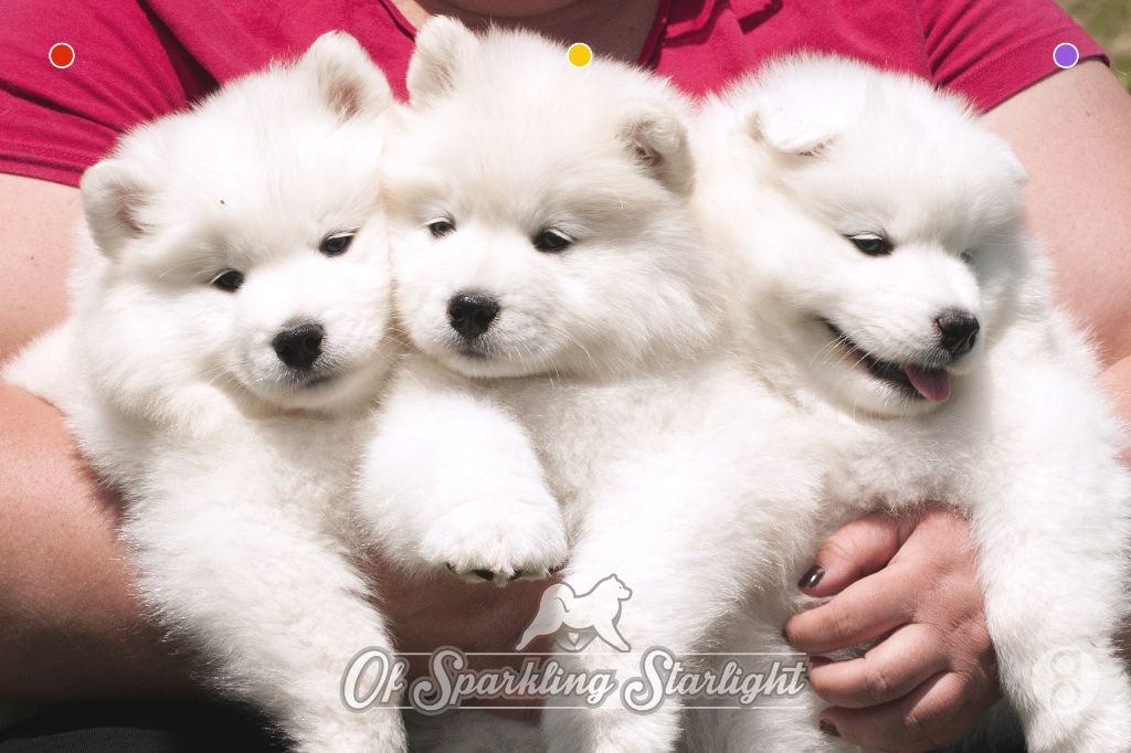 Accueil Elevage Of Sparkling Starlight Elevage Samoyede France