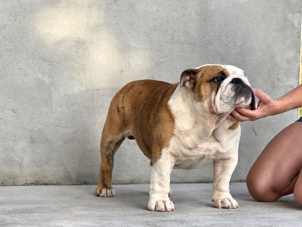 Publication : Jaydee4ever Auteur : Jaydee4ever & Best Bulldogirona