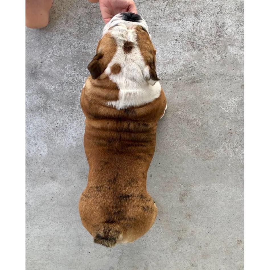 Publication : Jaydee4ever Auteur : Jaydee4ever & Best Bulldogirona