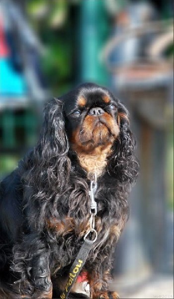 Harley du prince d'albret