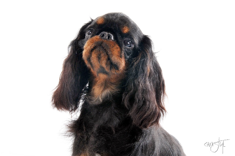 Harley du prince d'albret