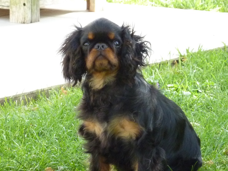 Harley du prince d'albret