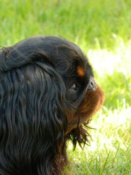 Harley du prince d'albret