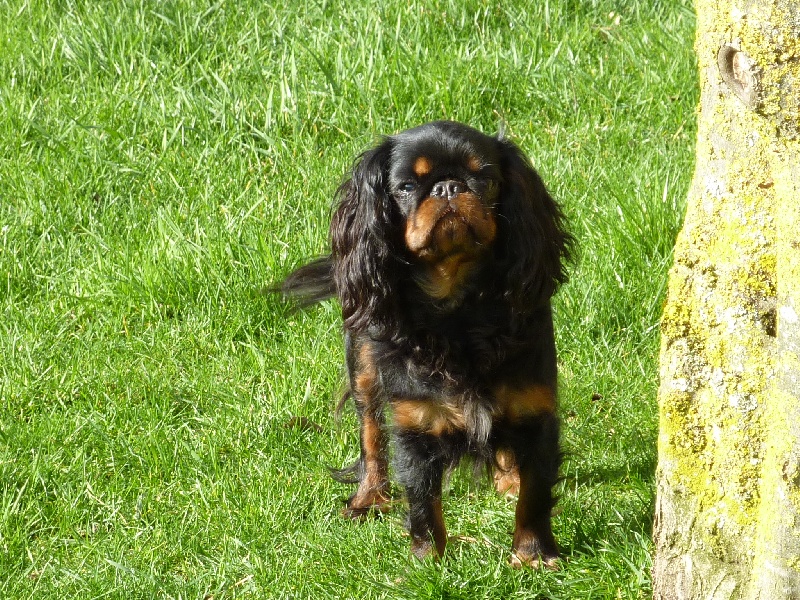 Harley du prince d'albret