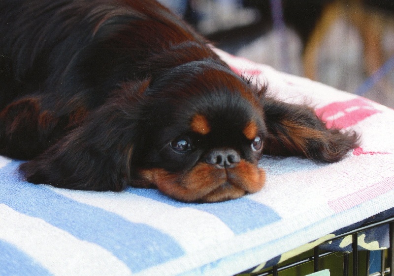 Harley du prince d'albret