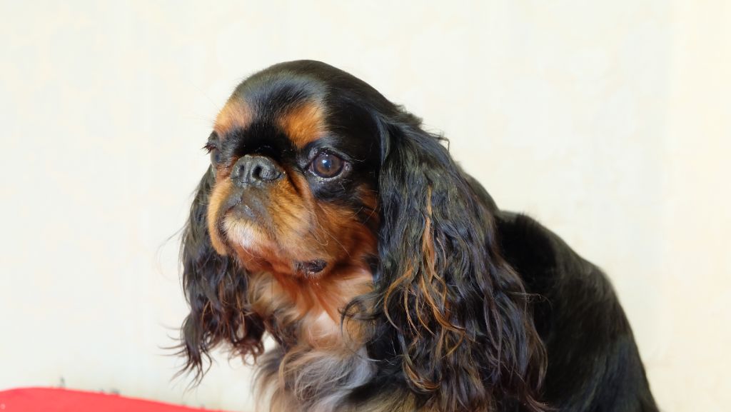 Shadow harry fapella gray