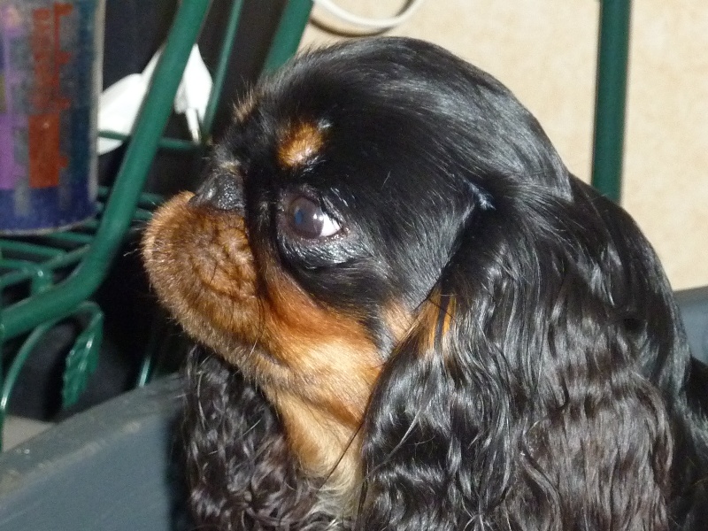 Harley du prince d'albret