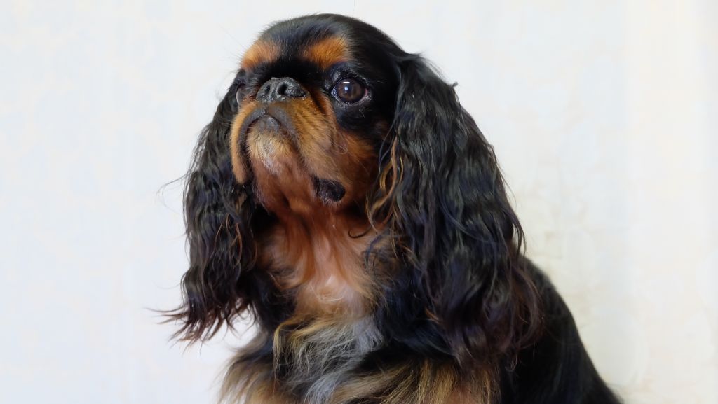 Shadow harry fapella gray