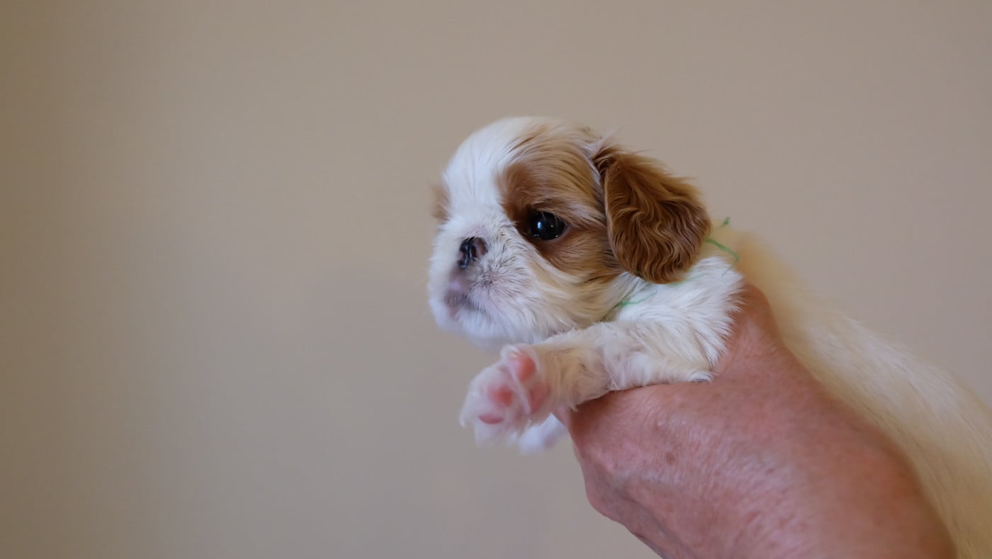 collier vert - King Charles Spaniel