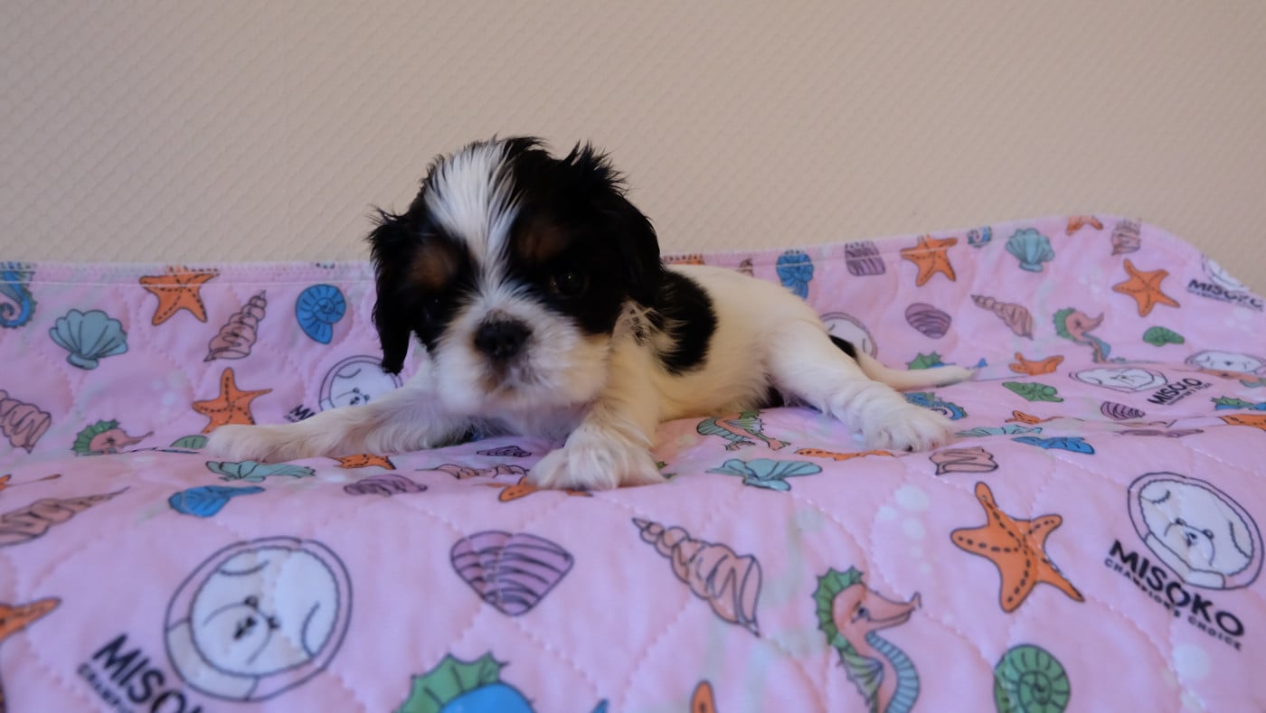 collier bleu clair - King Charles Spaniel