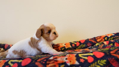 King Charles Spaniel
