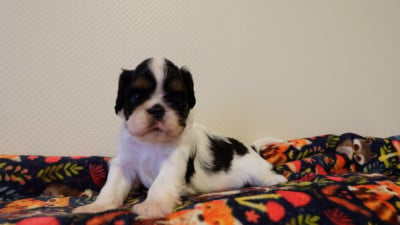 B.................... - King Charles Spaniel