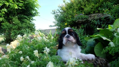Les chiots de King Charles Spaniel