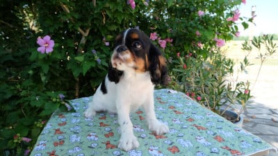 Les chiots de King Charles Spaniel
