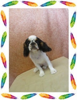 Les chiots de King Charles Spaniel