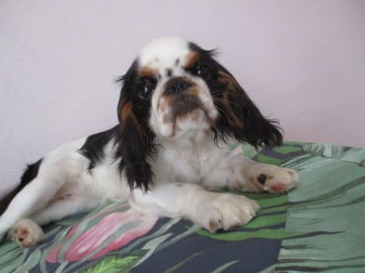 Les chiots de King Charles Spaniel