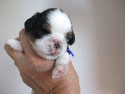 King Charles Spaniel