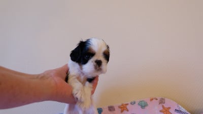 Les chiots de King Charles Spaniel