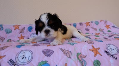 collier bleu clair - King Charles Spaniel