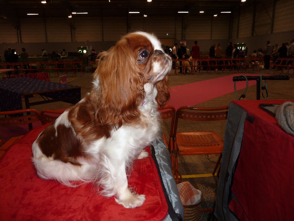 Just a dream ( dite justine ) De La Roseraie De Maya - 2e excellent RCACS