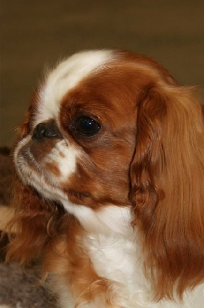 Just a dream ( dite justine ) De La Roseraie De Maya - 2è excellent classe jeune