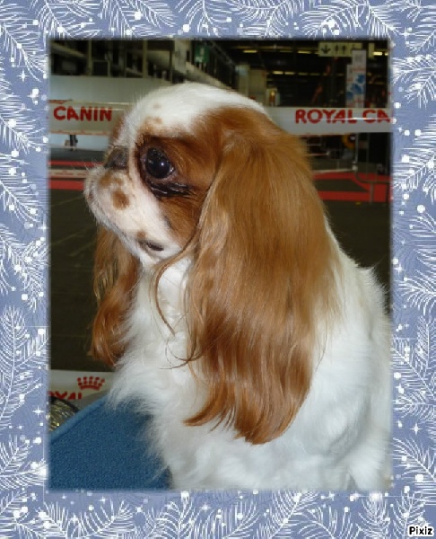 Fleur de lune De la montagne ensoleillee - RCACS et RCACIB