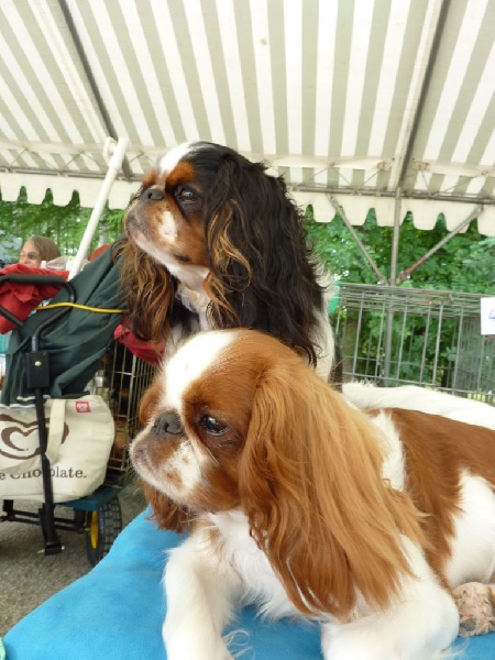 Just a dream ( dite justine ) De La Roseraie De Maya - 1er excellent, meilleure jeune