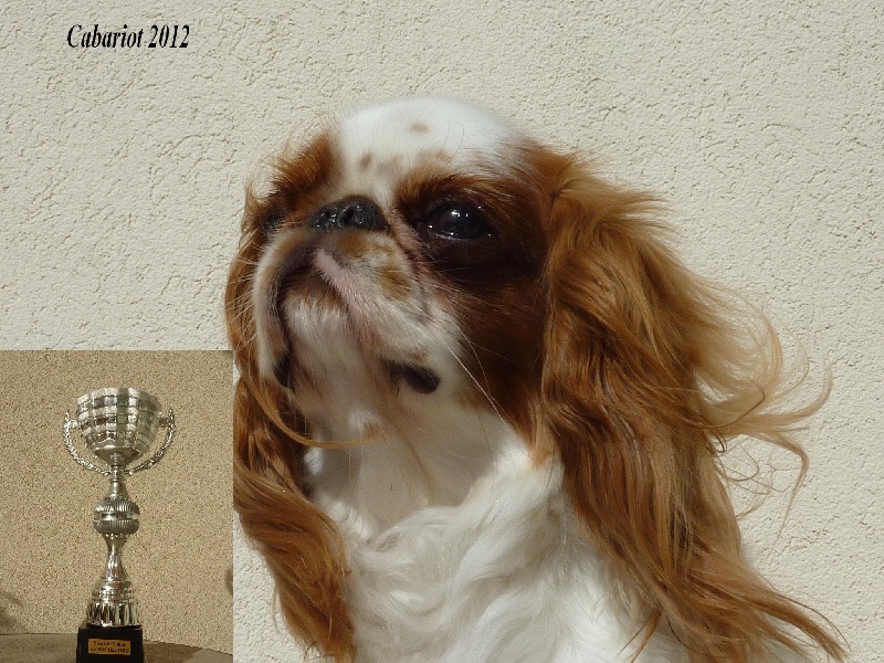 Fleur de lune De la montagne ensoleillee - CACS meilleur race