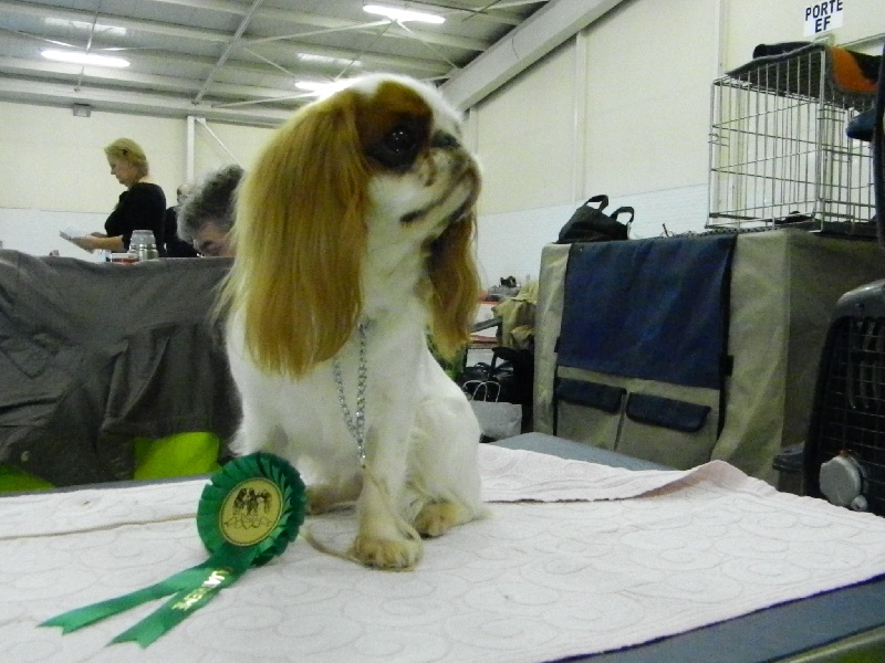 Fleur de lune De la montagne ensoleillee - 4è excellent en classe intermédiaire