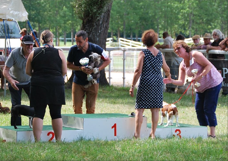 Just a dream ( dite justine ) De La Roseraie De Maya - 1er exc Jeune, meilleure Jeune, et classée troisième du groupe 9