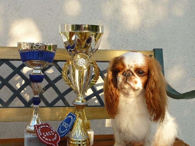 Fleur de lune De la montagne ensoleillee - CACS, Meilleur de race et 2ème du 9èm groupe