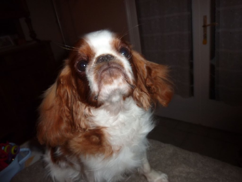 Just a dream ( dite justine ) De La Roseraie De Maya - Très prometteur