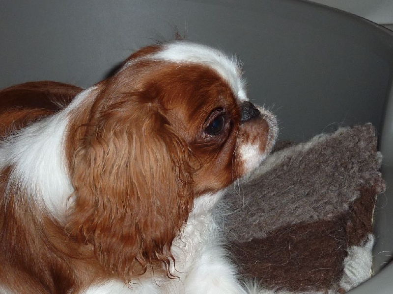 Just a dream ( dite justine ) De La Roseraie De Maya - CACS CACIB BOB