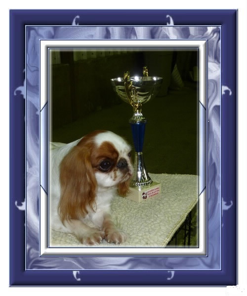 Fleur de lune De la montagne ensoleillee - CACS meilleur race