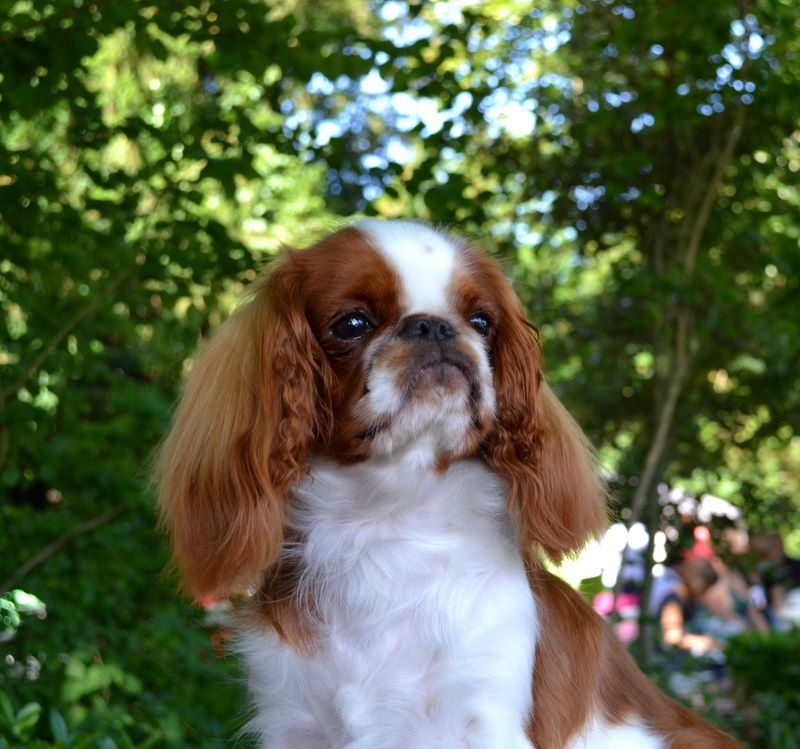 Just a dream ( dite justine ) De La Roseraie De Maya - 1er excéllent en classe jeune , meilleure jeune et meilleur de sa race