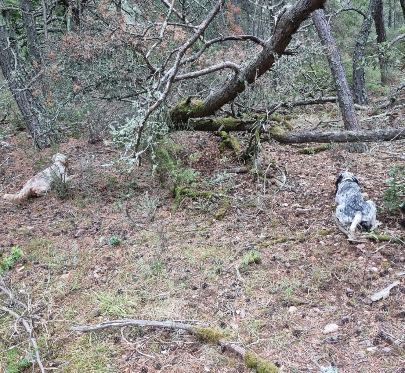 Publication : Des Bords De La Trézence