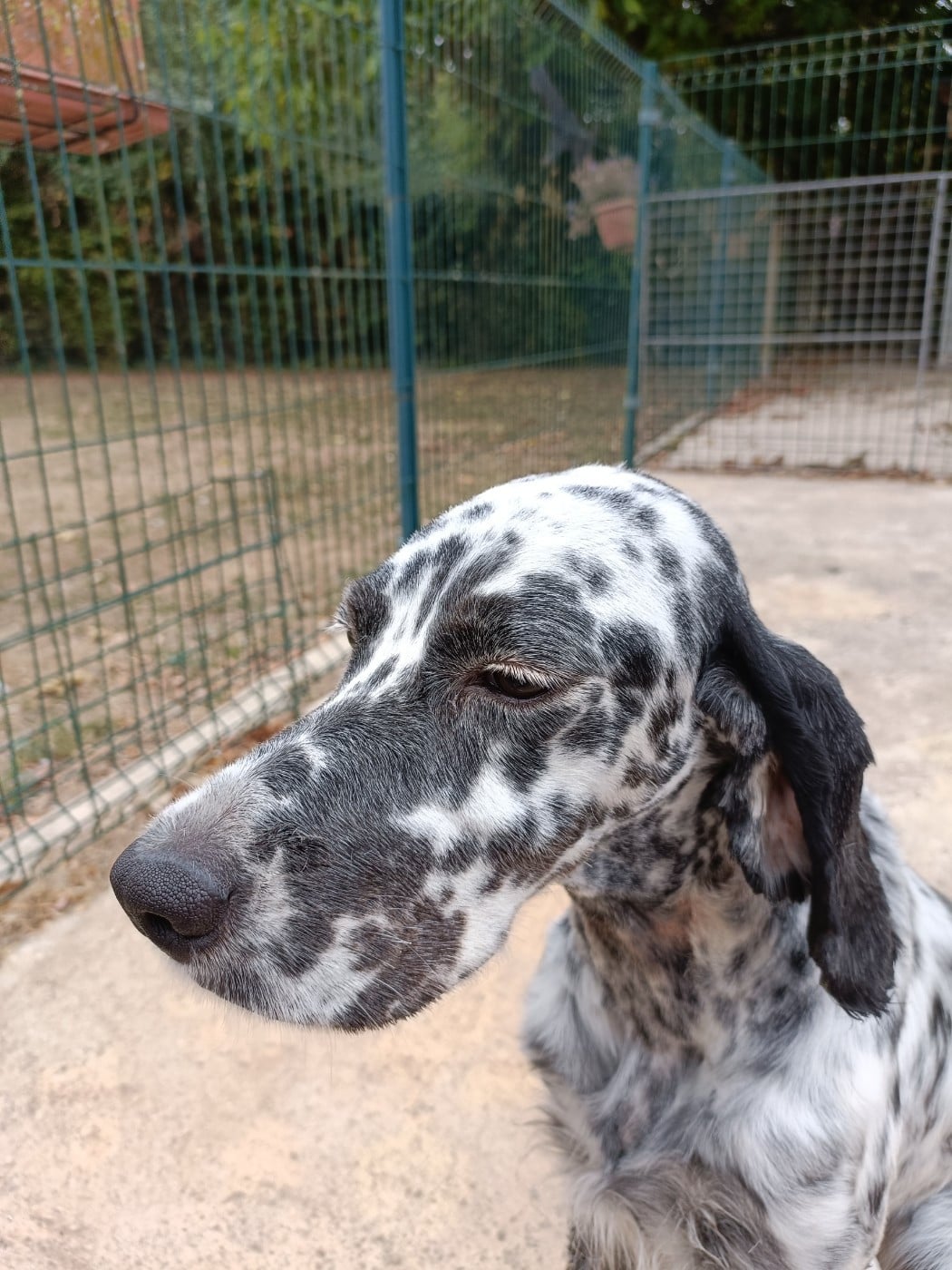 Uraya De Bernacaille