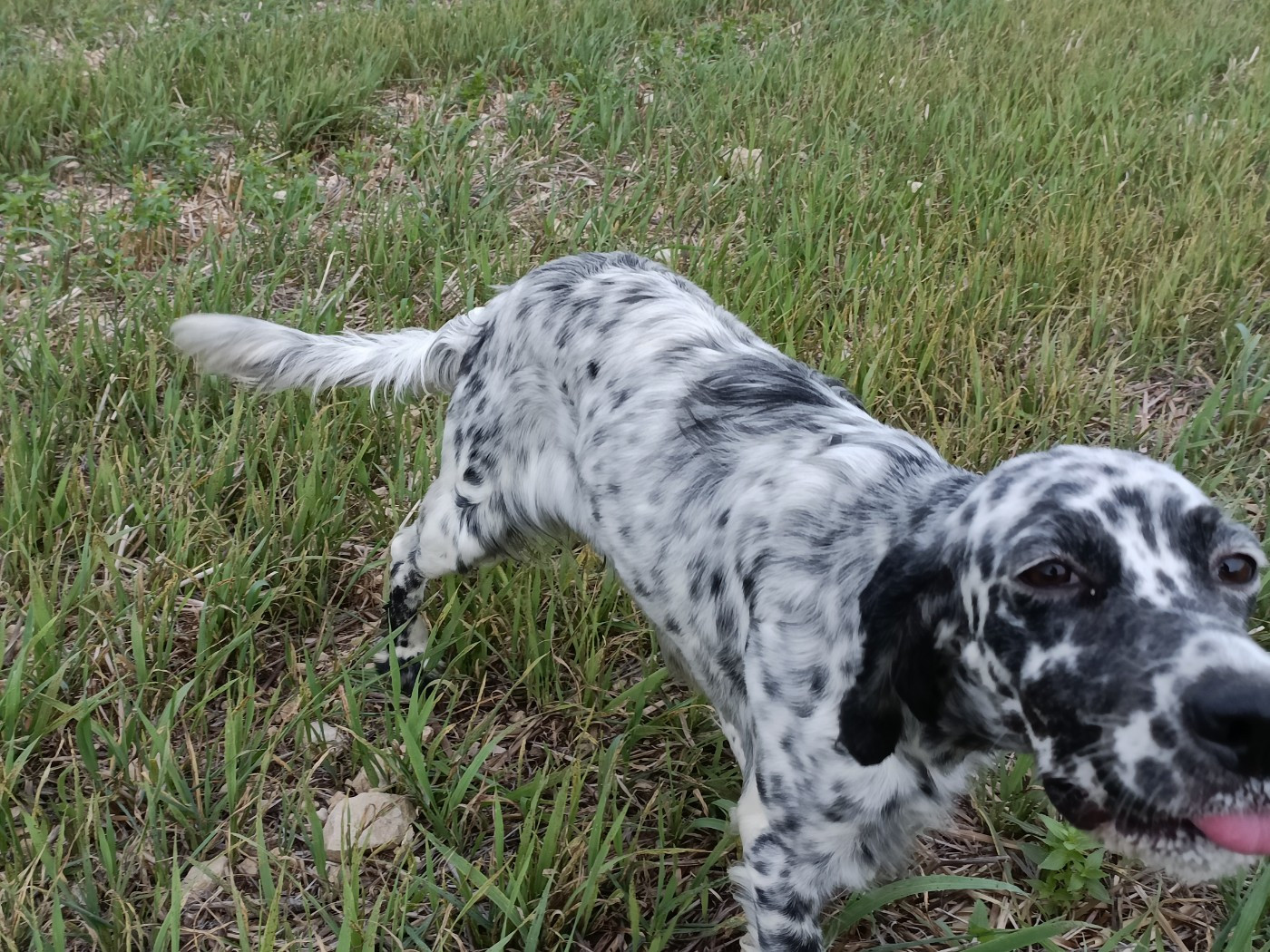 Uraya De Bernacaille