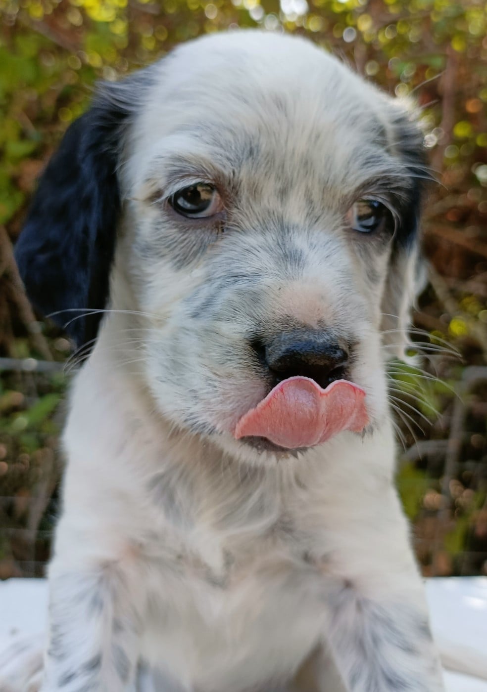 CHIOT 1