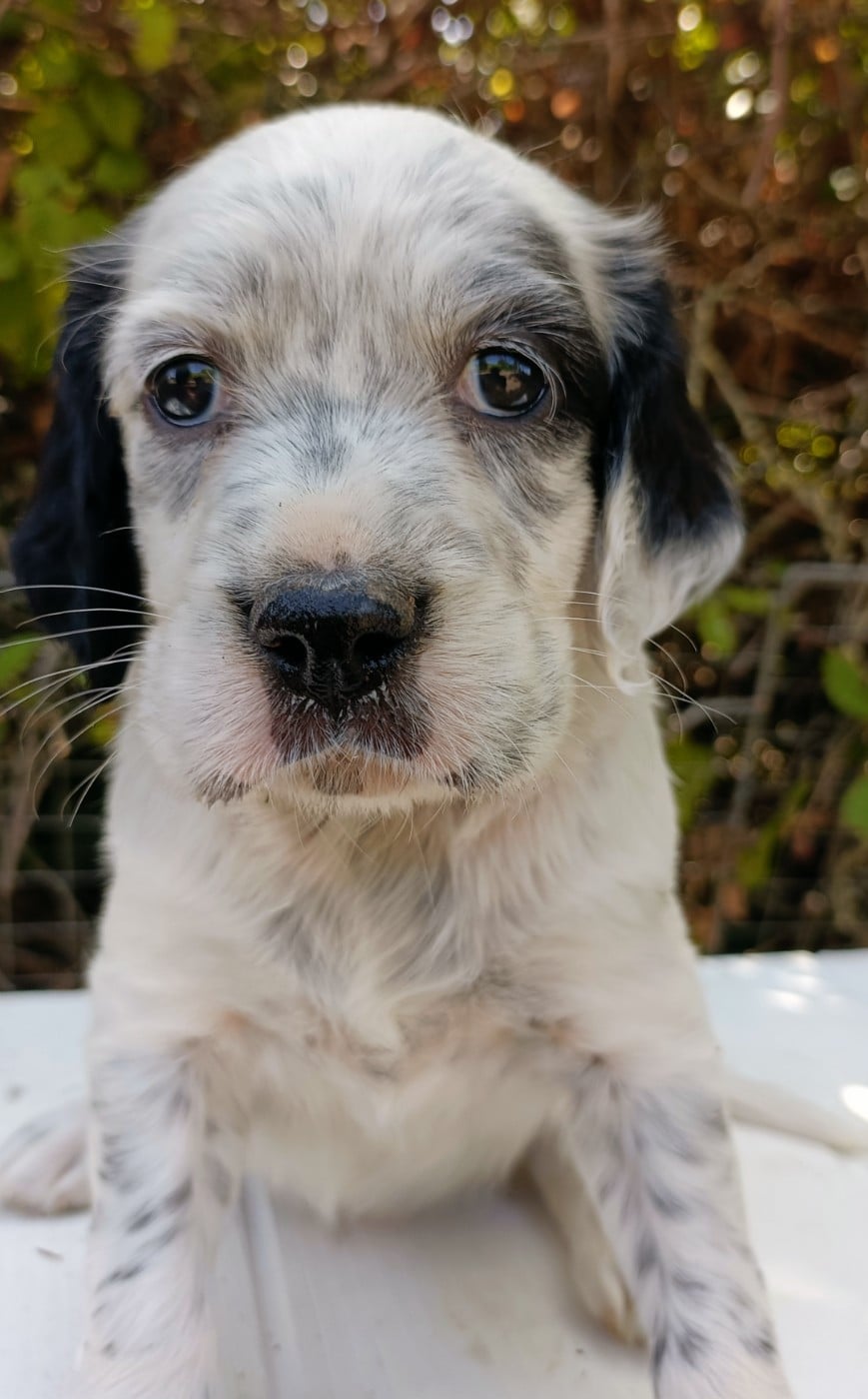 CHIOT 1