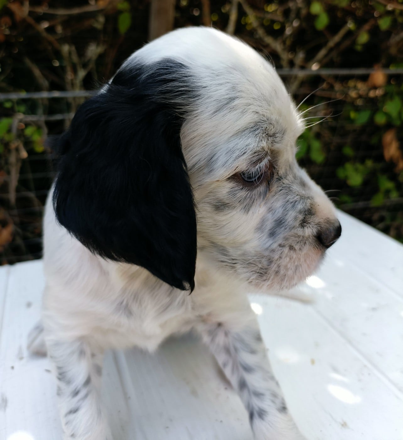 CHIOT 1