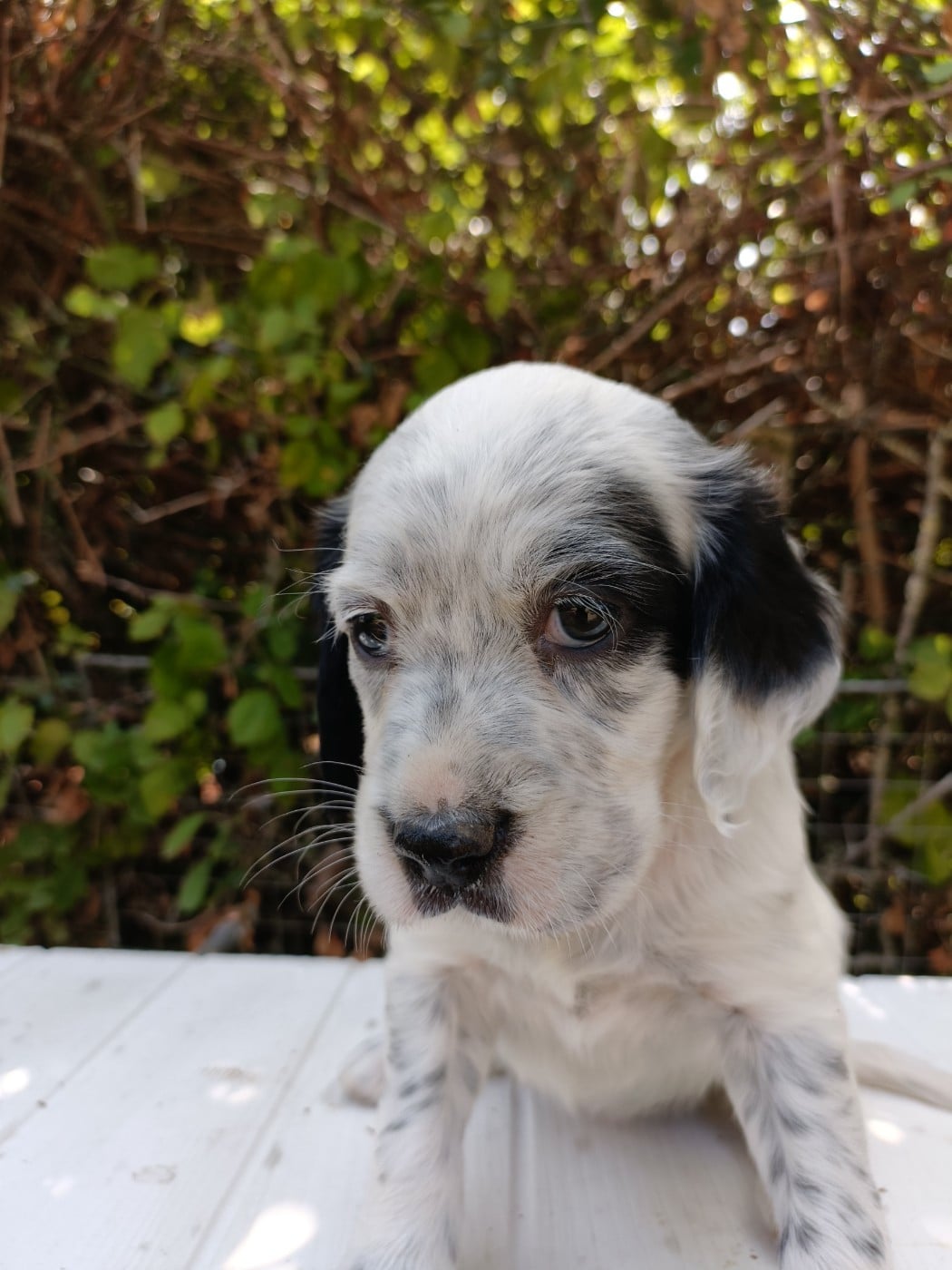 CHIOT 1