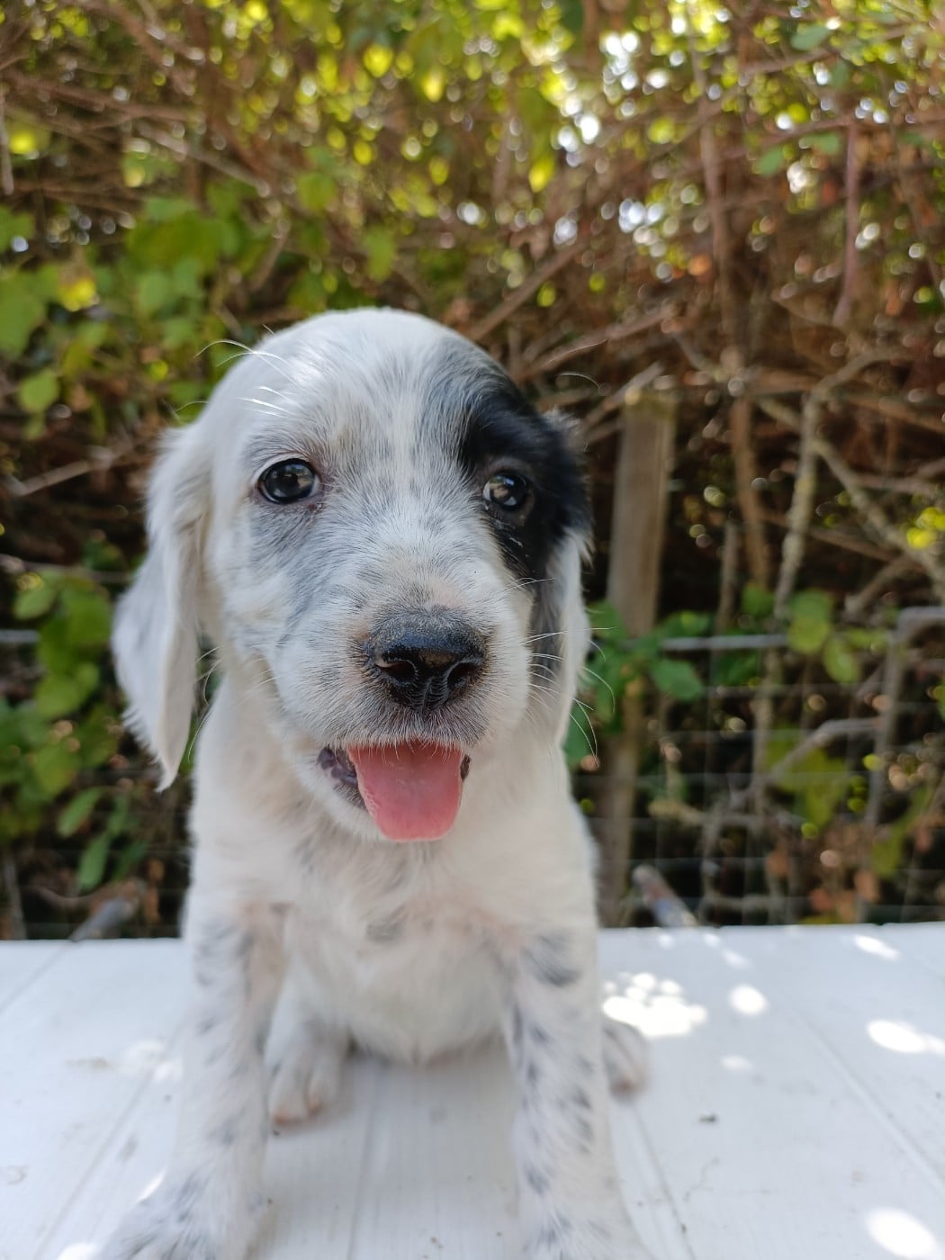 CHIOT 2