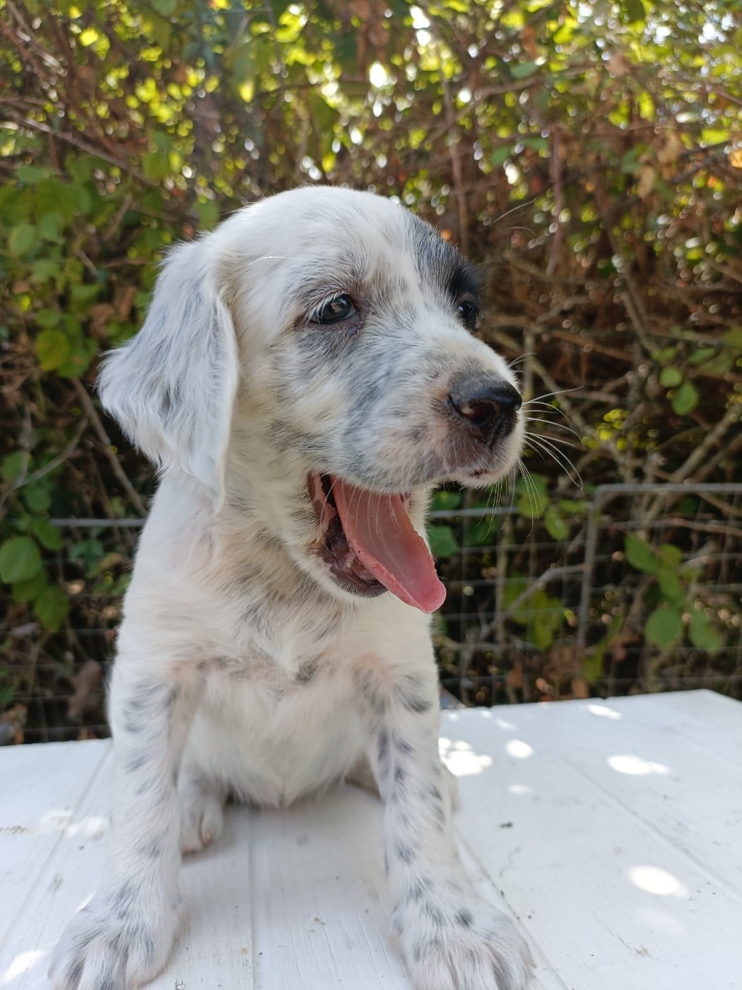 CHIOT 2