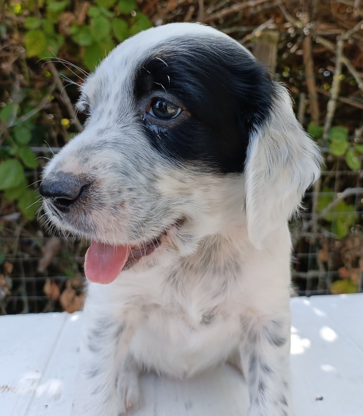 CHIOT 2