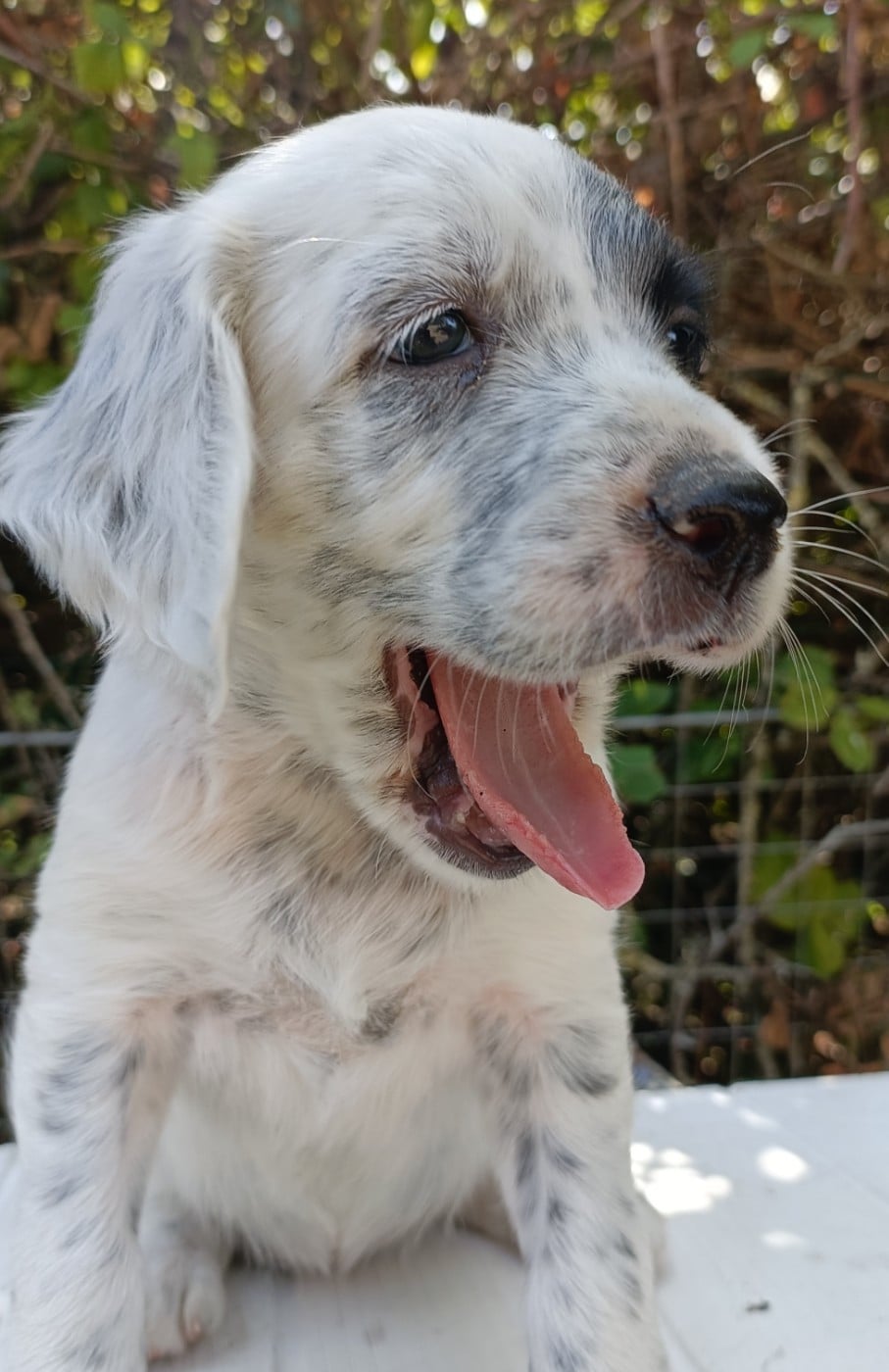 CHIOT 2